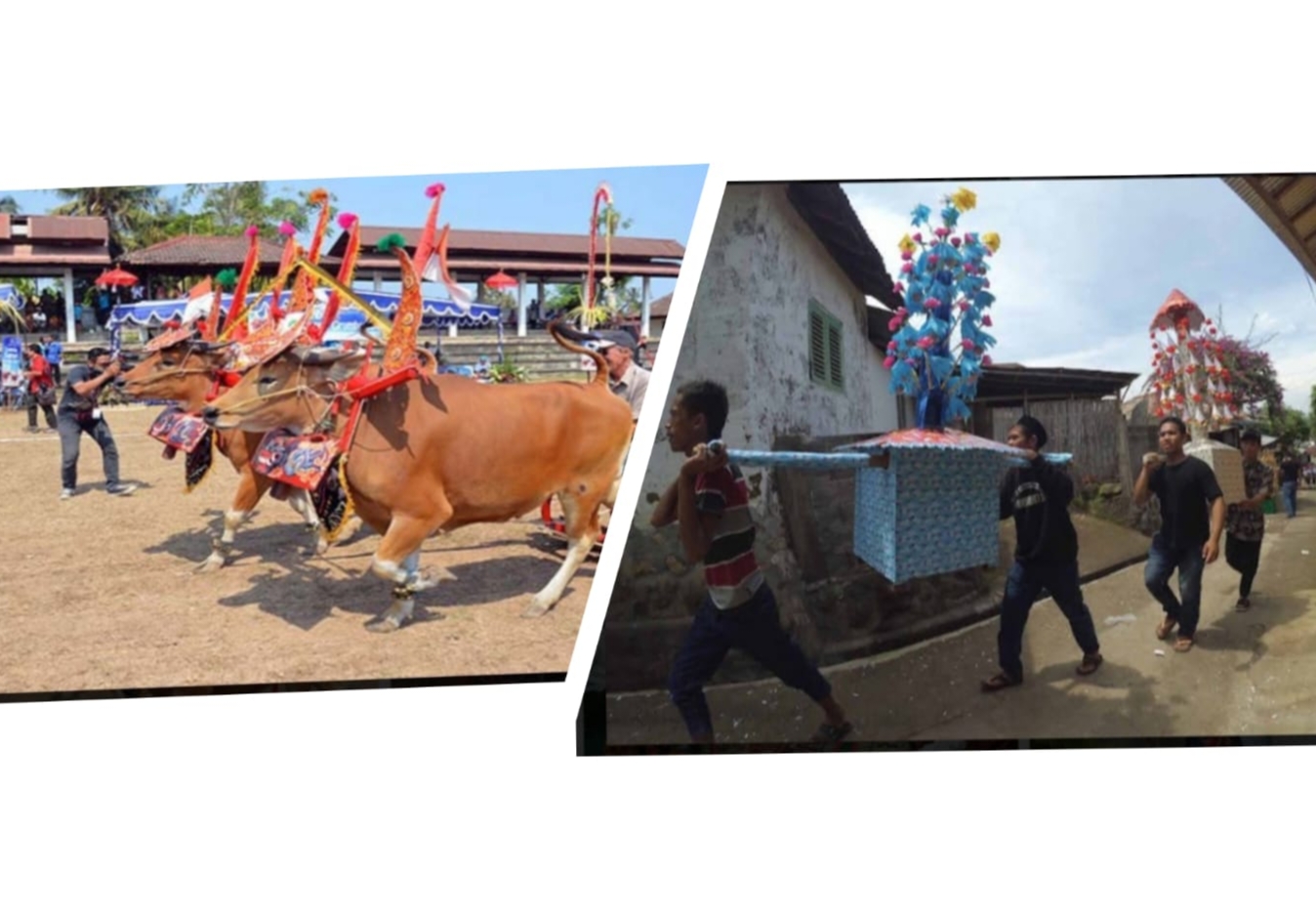 Sapi Gerumbungan Atraksi Menarik, Kondisinya Antara Hidup Segan Mati Tak Mau
