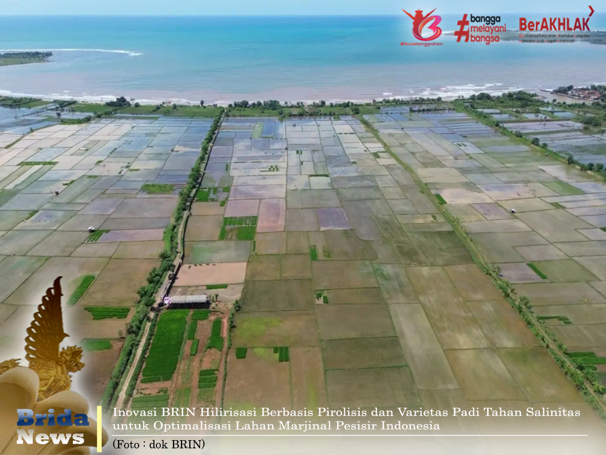 Angkat Varietas Padi Tahan Salinitas, BRIN Raih Pertamina Foundation Sains 2025